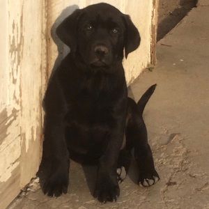 Meet your Posher, Tanner